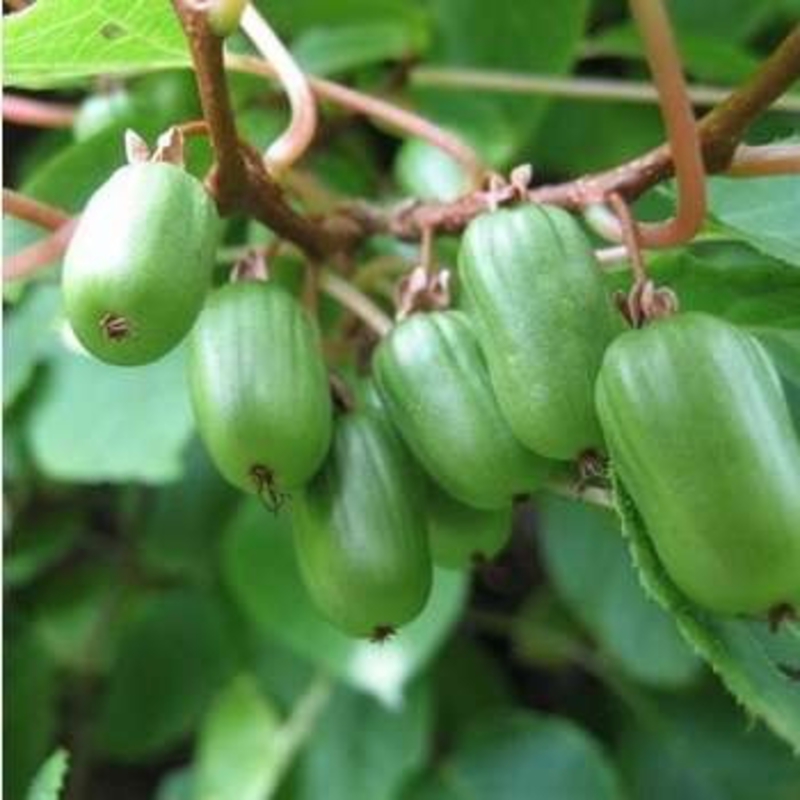 Актинидия аргута Вейки