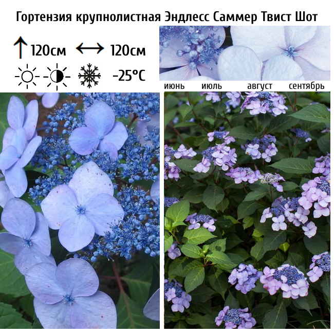 Гортензия крупнолистная Эндлесс Саммер Твист Шот