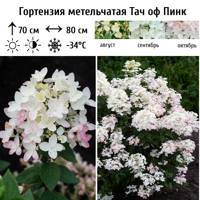 Гортензия метельчатая Тач оф Пинк