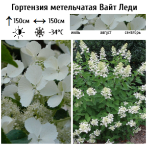 Основное изображение товара