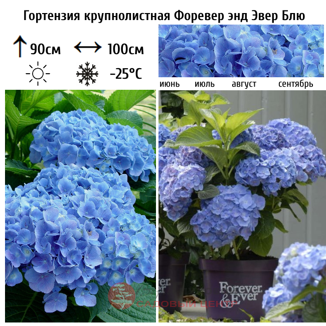 Гортензия крупнолистная Форевер энд Эвер Блю
