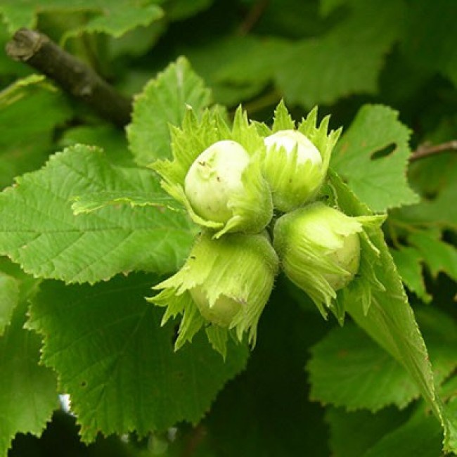 Лещина обыкновенная