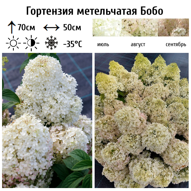 Гортензия метельчатая Бобо