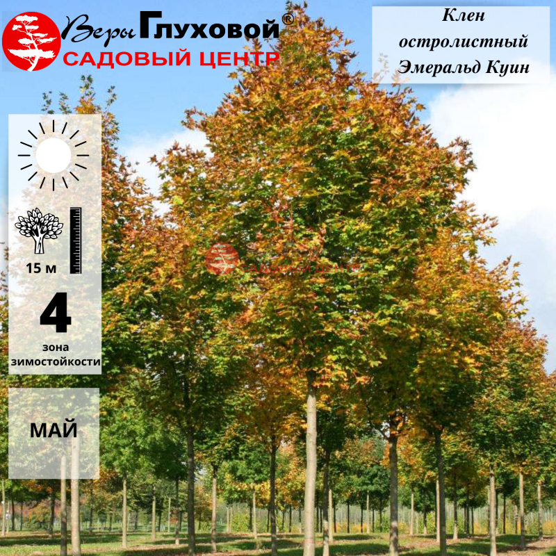 Клен остролистный Эмеральд Куин