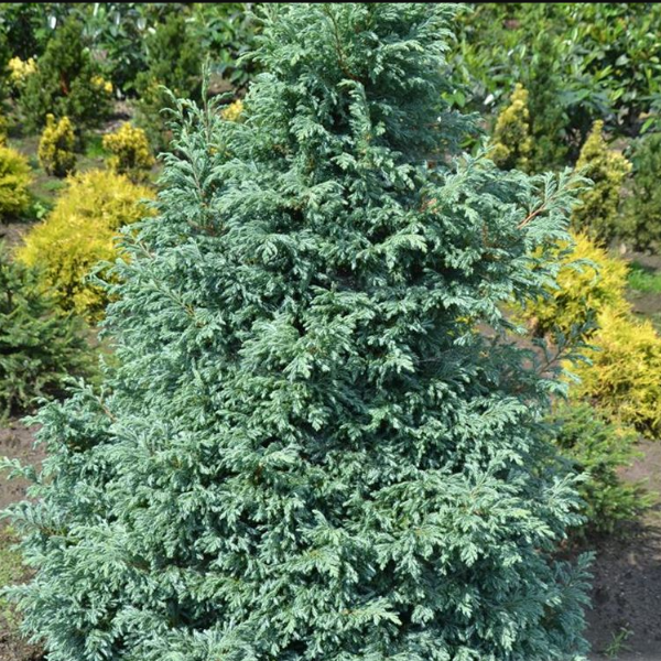 Кипарисовик горохоплодный Булевард
