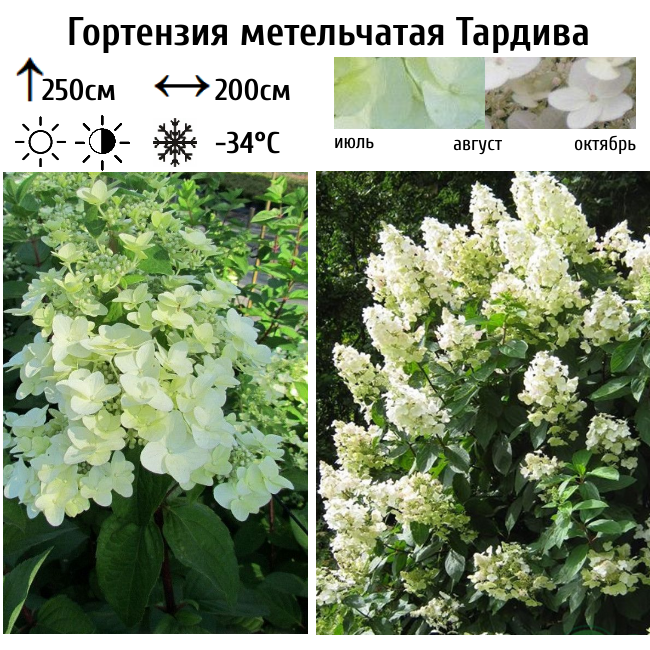 Гортензия метельчатая Тардива