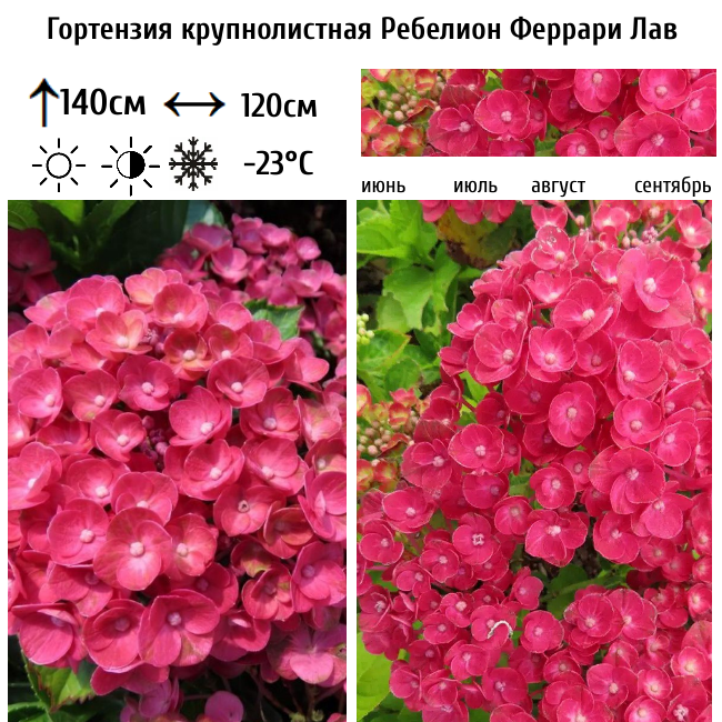 Гортензия крупнолистная Ребелион Феррари Лав