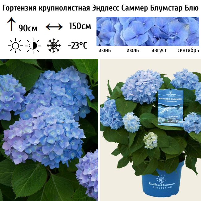 Гортензия крупнолистная Эндлесс Саммер Блумстар Блю