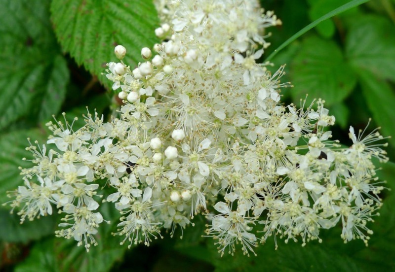 лабазник.jpg лабазник.jpg