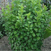 Барбарис Тунберга (Berberis thunbergii) Поввов  С3 СП/23