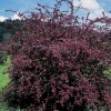 Барбарис Тунберга (Berberis thunbergii) Ред Чиф  С3 СП/24