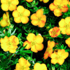 Лапчатка кустарниковая (Potentilla fruticosa) Аннет С3 СП/24