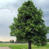 Липа широколистная (Tilia platyphyllos) 125-150 С7,5 БАл/25