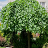 Вяз шершавый (Ulmus glabra) Кампердоуни 12/14 С65 БАпп/25