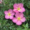 Лапчатка кустарниковая (Potentilla fruticosa) Нью Даун С3 СП/24