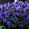 Медуница гибридная (Pulmonaria hybridum) Блю Энсайн С2 ГлХ/26