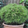 Сосна черная (Pinus nigra) Мари Брегон 25-30 С4 ГЕ/25