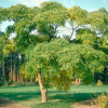 Бархат амурский (Phellodendron amurens) 100-125 С25 РСав/25