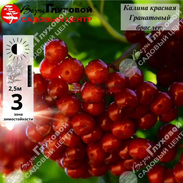 Калина красная "Гранатовый браслет" на фото