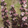 Пузыреплодник калинолистный (Physocarpus opulifolius) Спайси Девил С3 СП/25