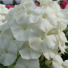 Флокс метельчатый (Phlox paniculata) Вайт Спарр С2 ГлХ/26